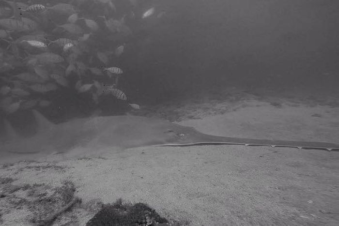 A sawfish lies on the ocean floor with a school of fish nearby.