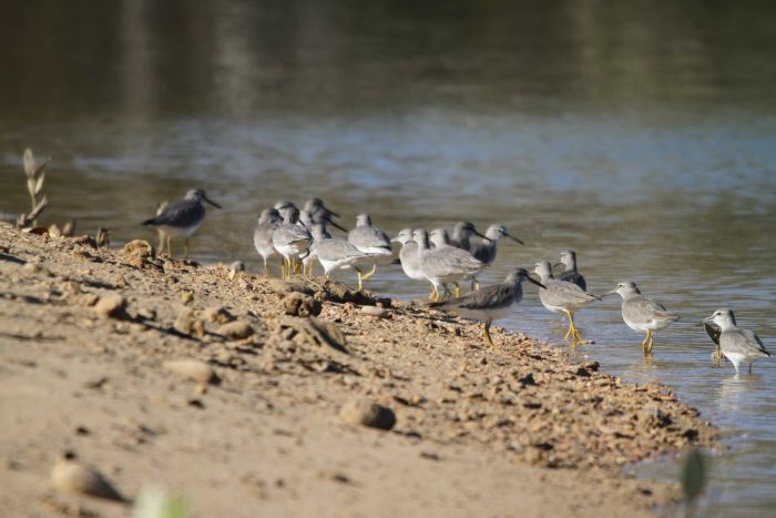 Grey and white birds stand on the water's edge.